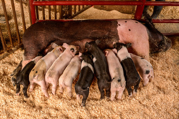 Pigs and piglets nursing © Ann