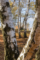 Colorful autumn landscape. Perspective view of silver birch trees in a mountain forest.