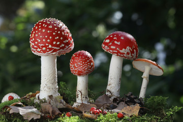 Fliegenpilz (Amanita muscaria) Giftpilz