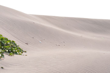 sand dunes in the desert