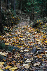 Autumn colorful tree alley in the park on a sunny day