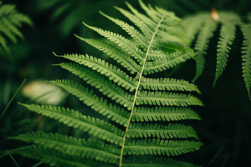 Beautyful ferns leaves green foliage natural floral fern background in sunlight