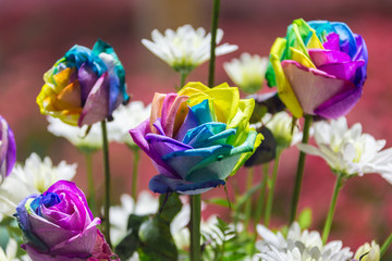 Fototapeta na wymiar Rainbow roses in a bouquet outdoors