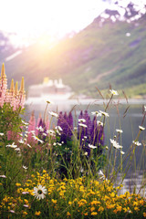Fototapeta premium mountain landscape and pink lupine
