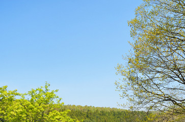 Obraz premium 木 空 素材