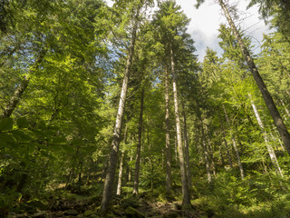 Wandern im Schwarzwald. Steiniger Weg hoch zum Sankenbacher Wasserfall.