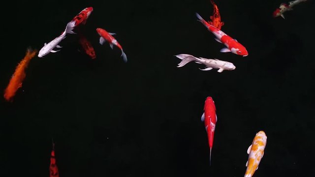 Koi fish, Fancy Carp are swimming
