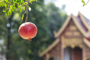 Ripe pomegranate fruit on tree branch