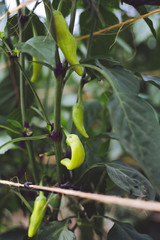harvest fresh bio bell pepper