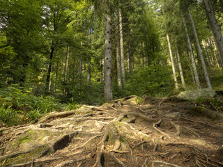 Wandern im Schwarzwald. Steiniger Weg hoch zum Sankenbacher Wasserfall.