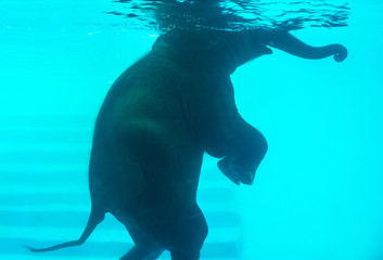 Elephant swimming in swimming pool