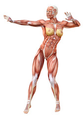 3D Rendering Female Anatomy Figure on White