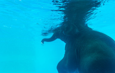 Fototapeta premium Back side of Elephant swimming in glass pool