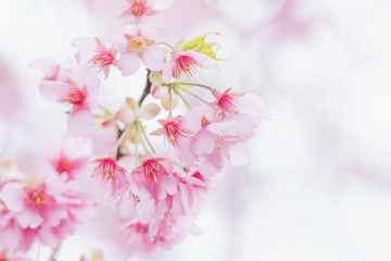 Pink cherry blossom(Cherry blossom, Japanese flowering cherry) on the Sakura tree. Sakura flowers...