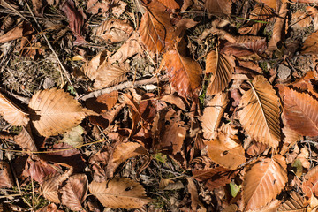 Dry leaves in the forest