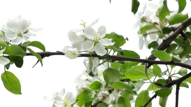 The Branch Of Blossoming Apple Trees Fluttering In The Wind