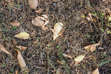 Dry leaves in the forest