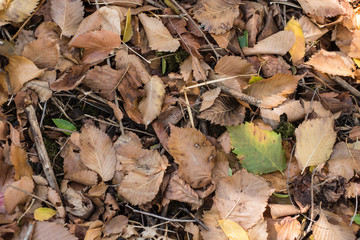Dry leaves in the forest
