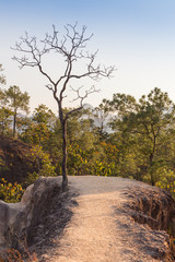 Obraz premium Global warming concept. Lonely dead tree under dramatic evening sunset sky at drought cracked desert landscape