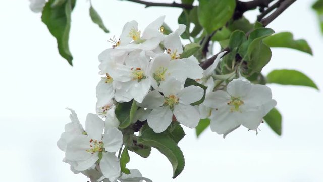 Raindrops On Flowers Of Apple Trees