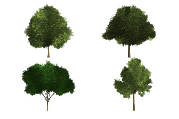 Fototapeta premium tree white background isolated trees nature