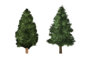 green tree isolated on white background