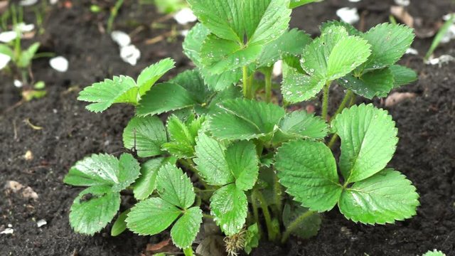 Strawberry Shrub In The Garden