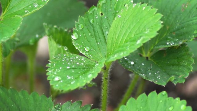Strawberry Bush With Drops Of Rain Close Up
