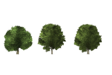 green tree isolated on white background