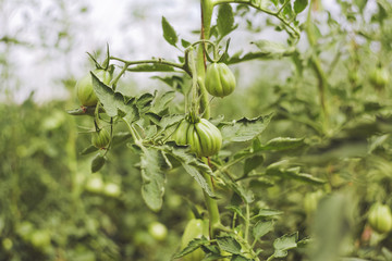 harvest fresh bio tomato
