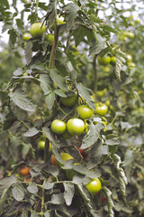 harvest fresh bio tomato