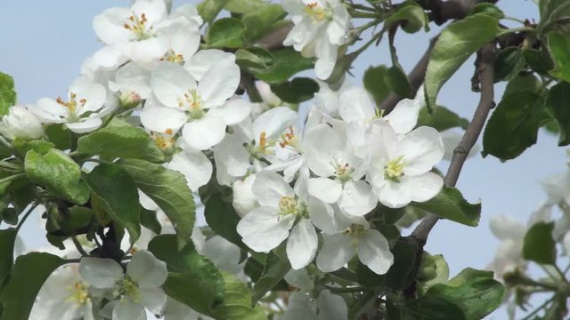 White Flowers On A Branch Of Apple Tree In The Soft Evening Light