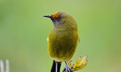 Bellbird in the wild, New Zealand