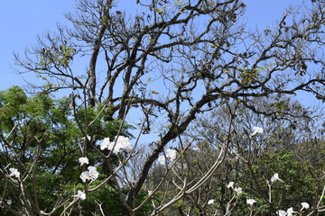 Flor branca de árvore Ipê (handroanthus). Céu azul e árvore decídua