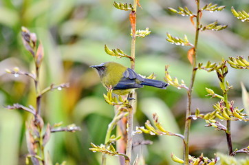 Bellbird in the wild, New Zealand