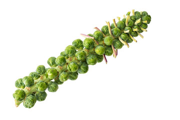Fresh spike of green brussels sprouts on a stalk