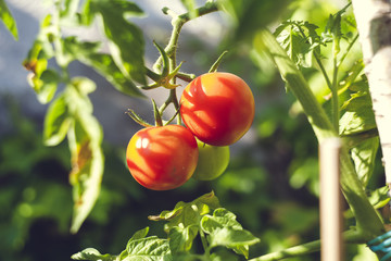 fresh home grown bio tomato