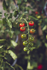 fresh home grown bio tomato