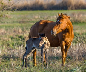 The foal with his mother. Horses graze in a meadow. On the river bank.