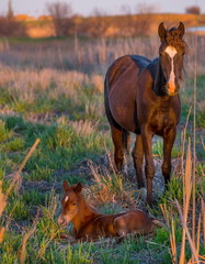 The foal with his mother. Horses graze in a meadow. On the river bank.