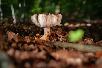 Fungus in the forest with autumn light in a lovly scene with blurred background