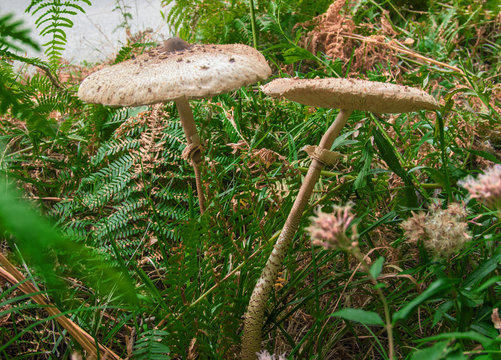 Two Tall Mushrooms Stand Out Among The Ferns Of The Autumn Forest