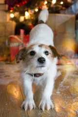 JACK RUSSELL DOG ESTRETCHING IN THE LIVINGROOM WITH GIFTS AND CHRISTMAS LIGHTS TREE LIKE BACKGROUND.