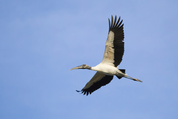 Wood Stork flying in the Pantanal region of Brazil