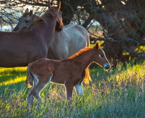 The foal with his mother. Horses graze in a meadow. On the river bank.