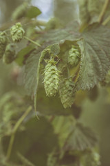 fresh bio hop
