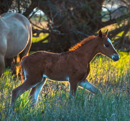 The foal with his mother. Horses graze in a meadow. On the river bank.