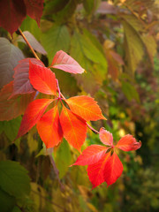 branch of wild grapes with red autumn leaves