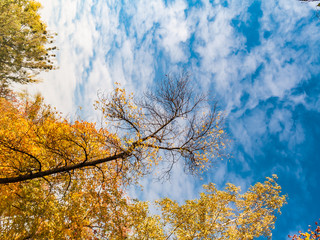 Fototapeta na wymiar view of the sky surrounded by autumn trees