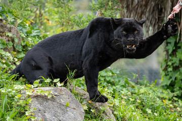 Jaguar © Andrew